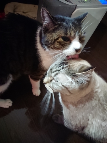 にゃんまめ
