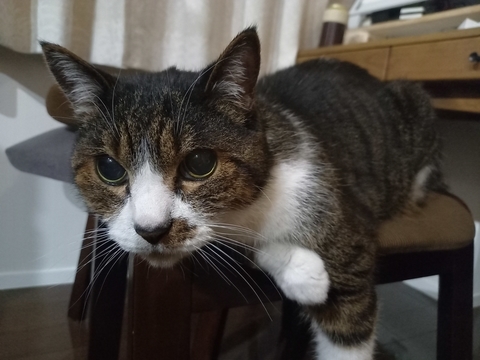 にゃんた