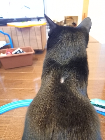 ぼん
