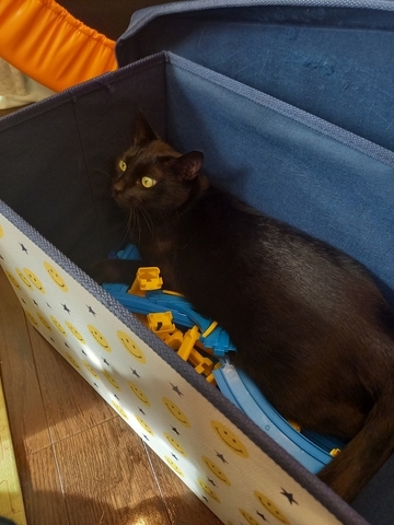 ぼん