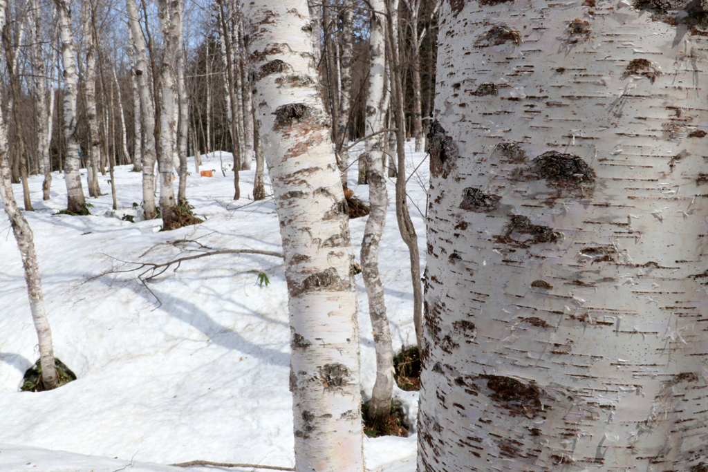 f:id:hadaka_denkyu:20180423182028j:plain f:id:hadaka_denkyu:20180423182028j:plain