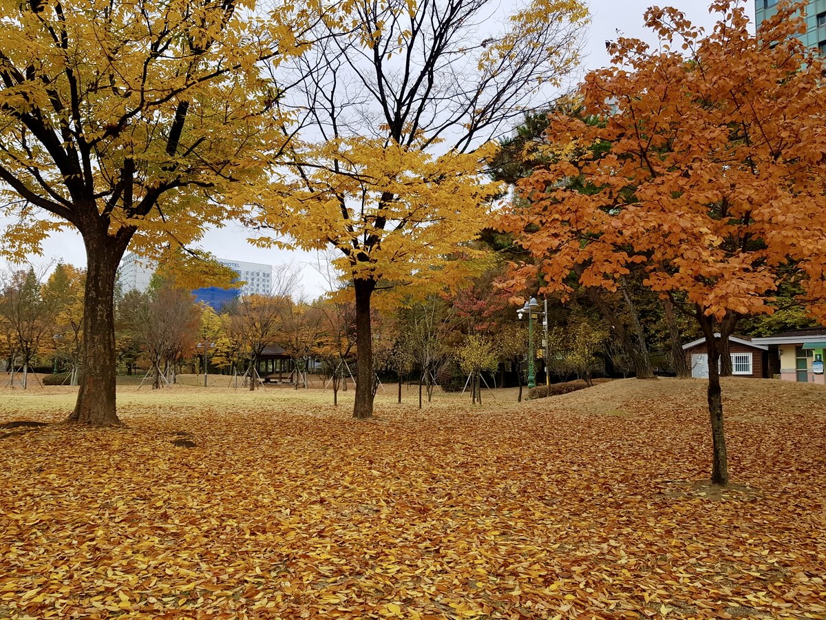 韓国秋のおすすめ旅行スポットまとめ 韓国でチャッカゲ生きる