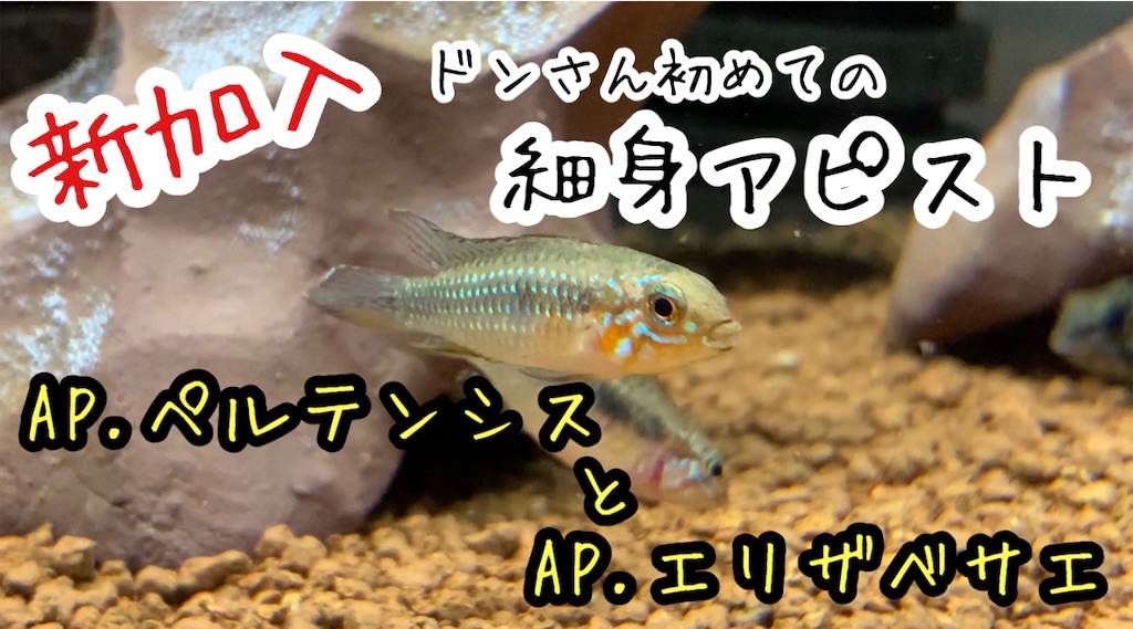 f:id:haeta:20201210192651j:image