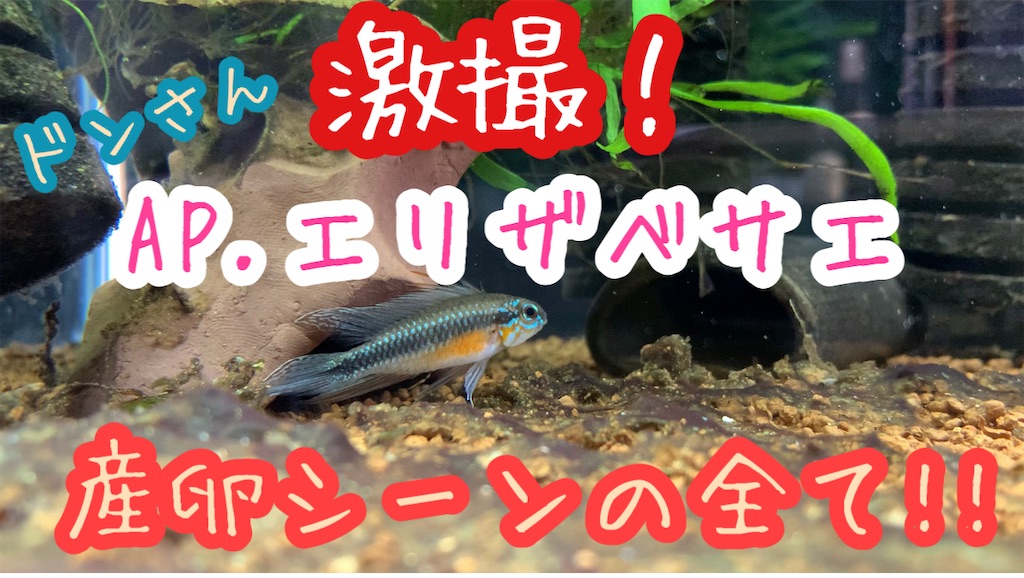 f:id:haeta:20210320155216j:image