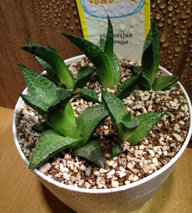 観葉植物 窓 がある植物にはまった話 ハオルチア 市民ランナーが5000m13分台で走れるのか試してみた