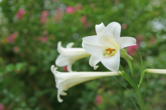 f:id:hagitani-naoko:20120613161557j:image:w400 f:id:hagitani-naoko:20120613161557j:image:w400