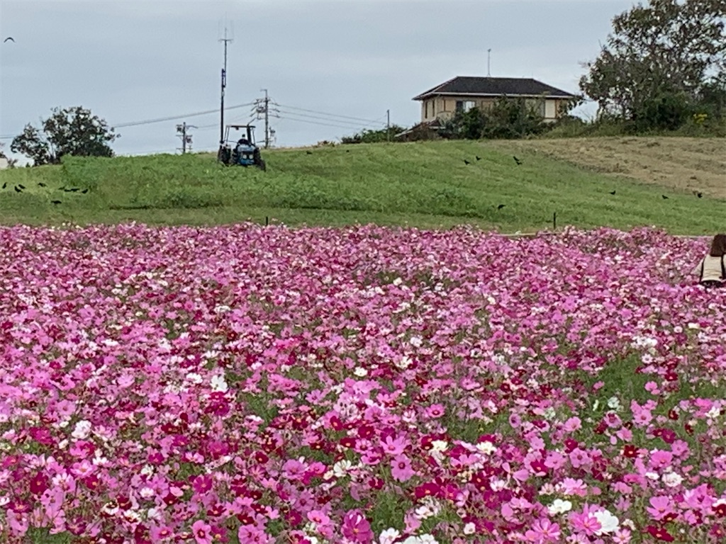 f:id:haguplus:20211019172033j:image