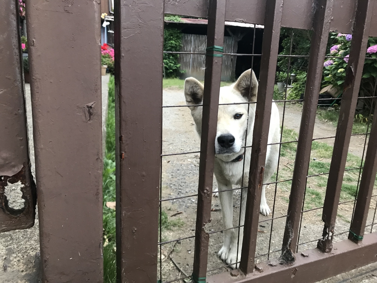 f:id:hahaeatora:20190610002719j:plain f:id:hahaeatora:20190610002719j:plain