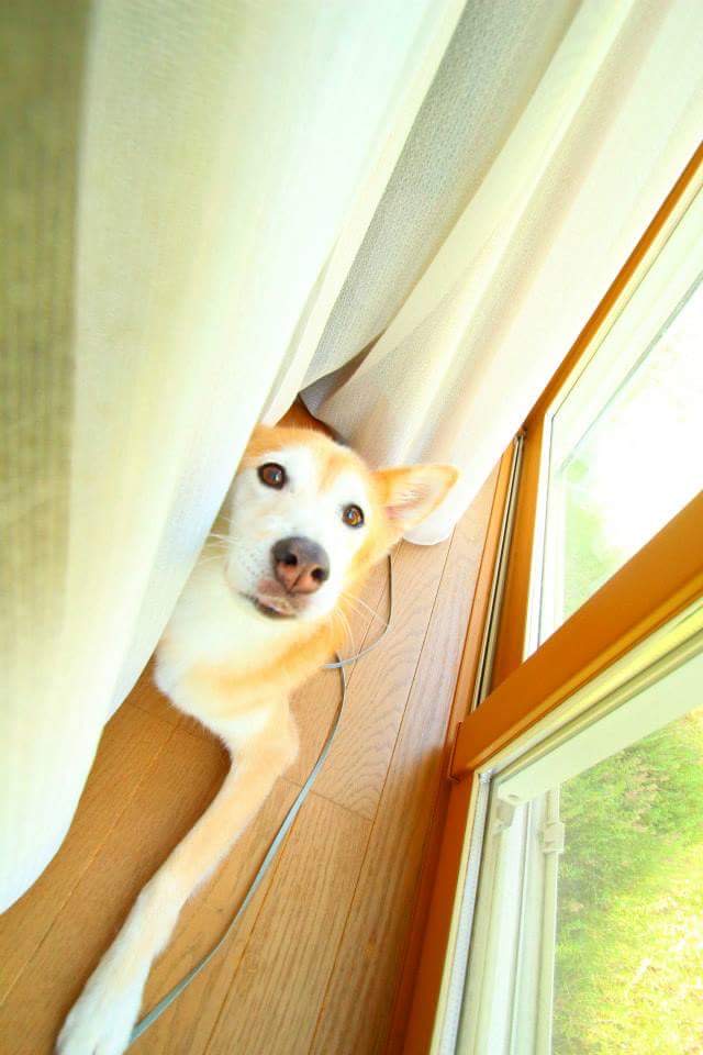f:id:hahaeatora:20201005171016j:plain