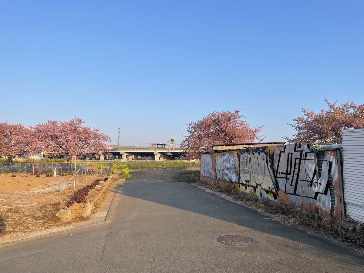 茅ヶ崎】小出川の河津桜とジャンクションを見に行ってみた - ダーク