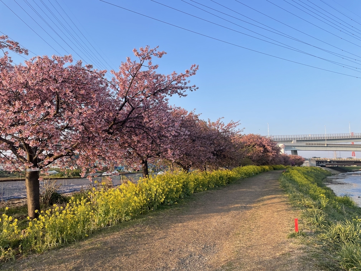 茅ヶ崎】小出川の河津桜とジャンクションを見に行ってみた - ダーク