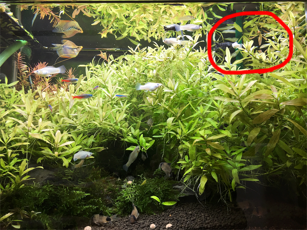 これで ソイルが流出しない アクアリウムで水草をソイル流出から守る方法 まさみずブログ サラリーマンの唯一の自分地球 これで ソイルが流出しない アクアリウムで水草をソイル流出から守る方法 まさみずブログ サラリーマンの唯一の自分地球