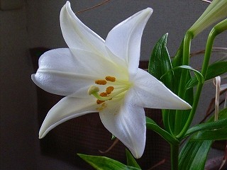 f:id:hahaten:20090106005813j:image:w230