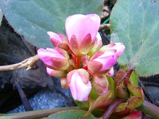 f:id:hahaten:20090420222503j:image:w230
