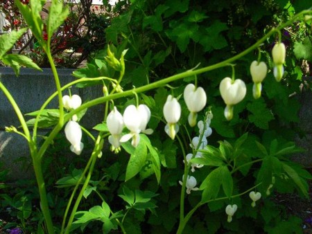 f:id:hahaten:20090519224256j:image:w230