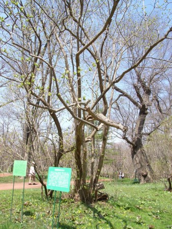 f:id:hahaten:20100504162912j:image:w150
