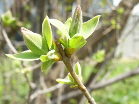 f:id:hahaten:20100504162913j:image:w230