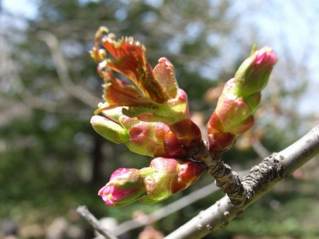 f:id:hahaten:20100504162915j:image:w230