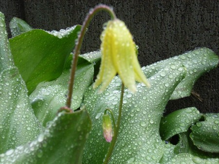 f:id:hahaten:20100513021825j:image:w230