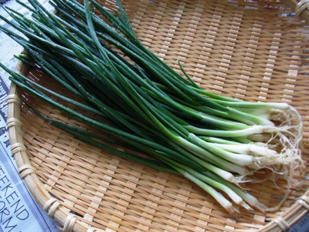f:id:hahaten:20100527224445j:image:w230 f:id:hahaten:20100527224445j:image:w230