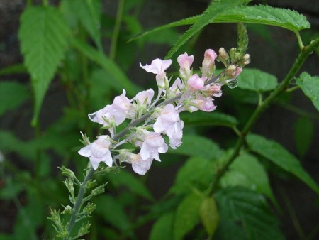 f:id:hahaten:20100708173336j:image:w230