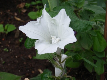 f:id:hahaten:20100728193257j:image:w230