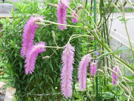 f:id:hahaten:20100728193258j:image:w230
