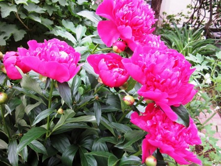 f:id:hahaten:20110630201248j:image:w230