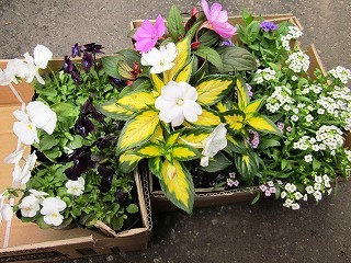 f:id:hahaten:20120521222949j:image:w260