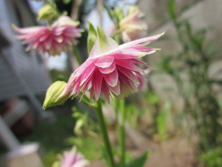 f:id:hahaten:20120607233739j:image:w260