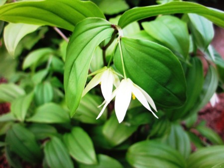 f:id:hahaten:20130601231200j:image:w260