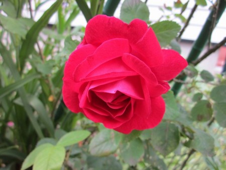 f:id:hahaten:20140619223933j:image:w200