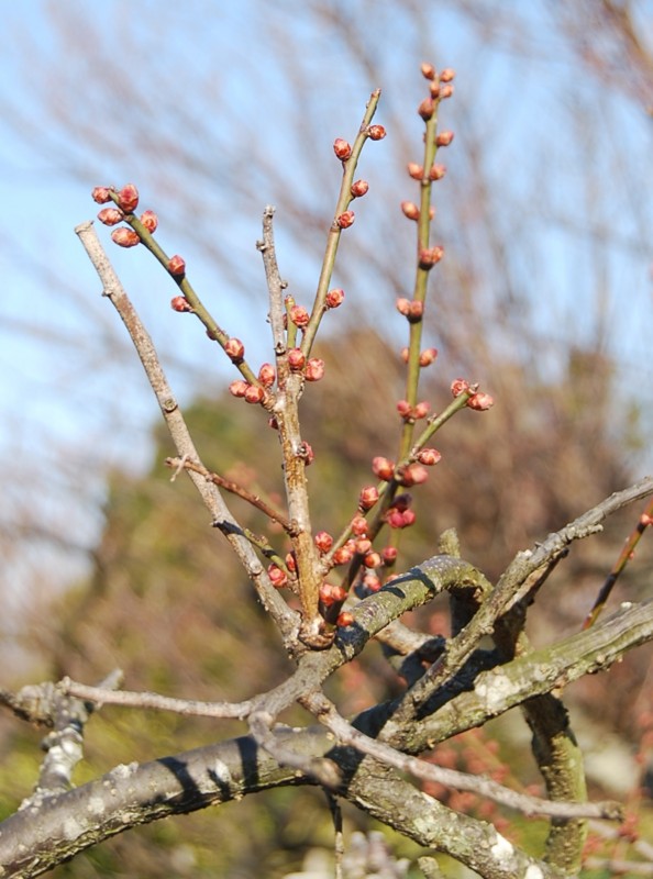 f:id:hahauesama:20120212125214j:image f:id:hahauesama:20120212125214j:image
