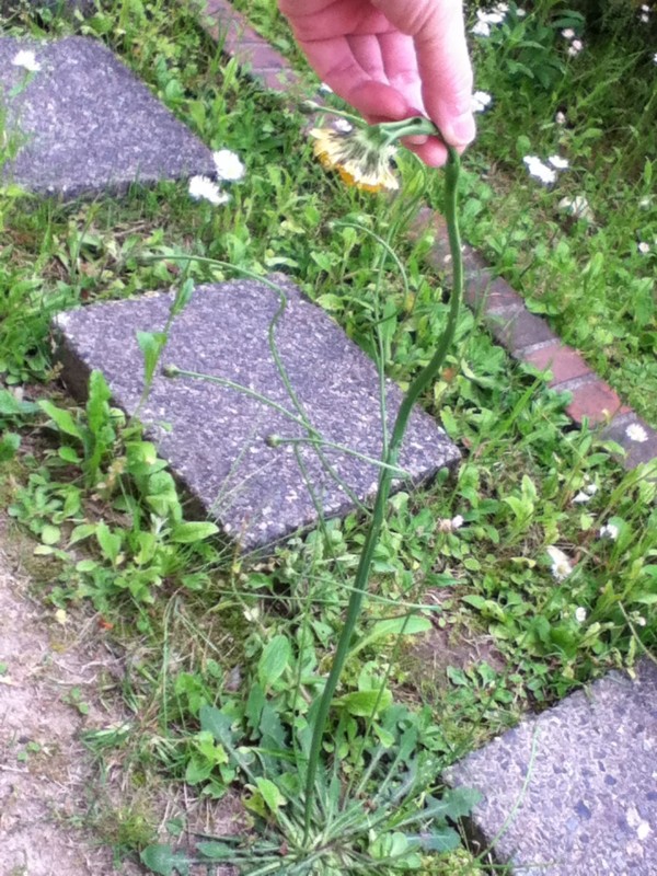 f:id:hahauesama:20120525072413j:image