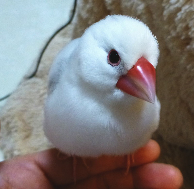 f:id:hahauesama:20130217213901j:image