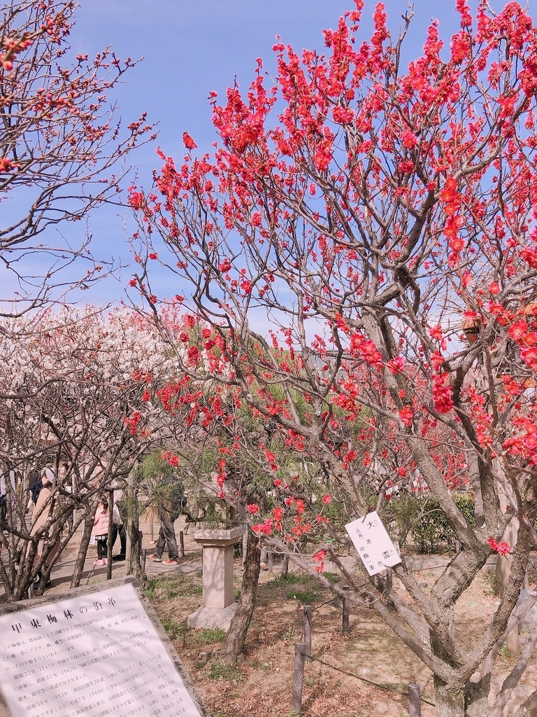 f:id:hahema:20190224235929j:plain