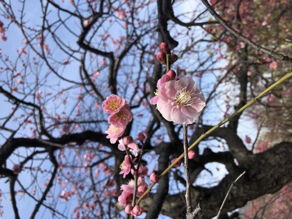 f:id:hahema:20190224235956j:plain