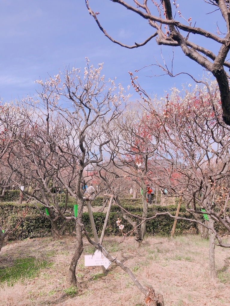 f:id:hahema:20190225000034j:plain