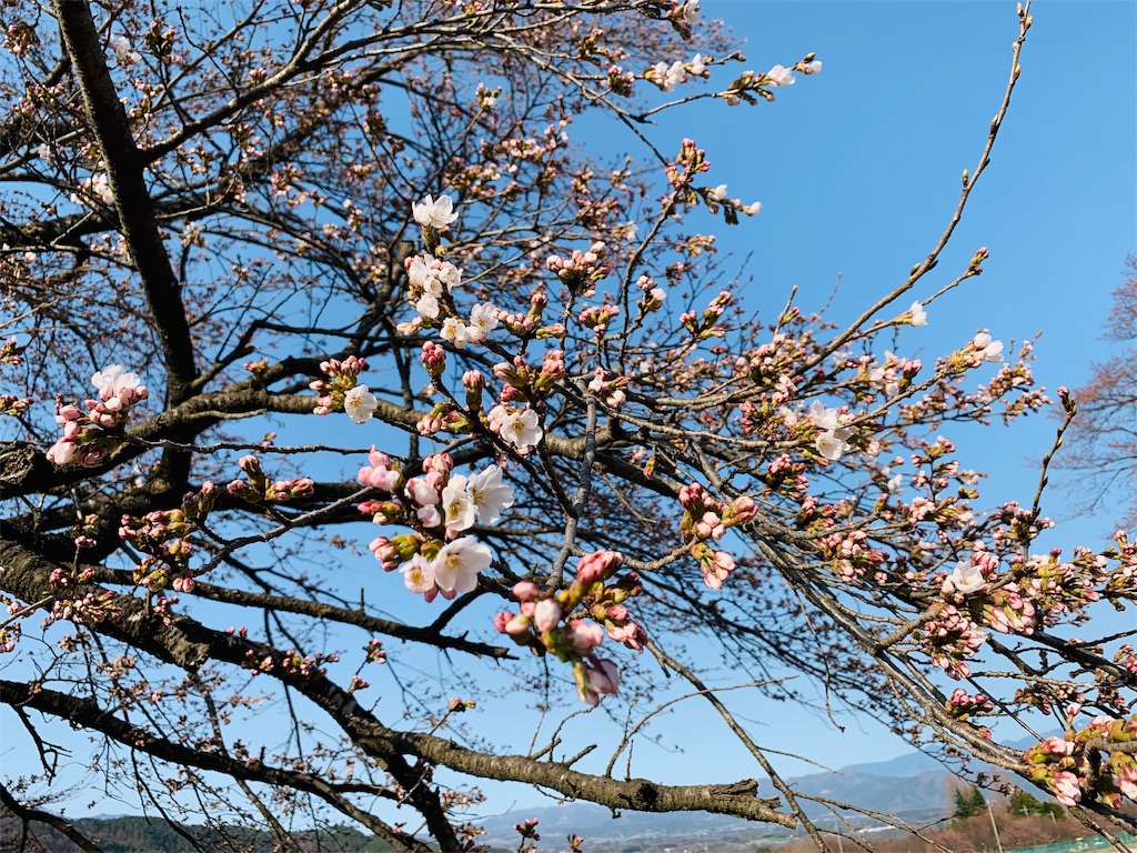 f:id:haidimama:20190406163117j:image