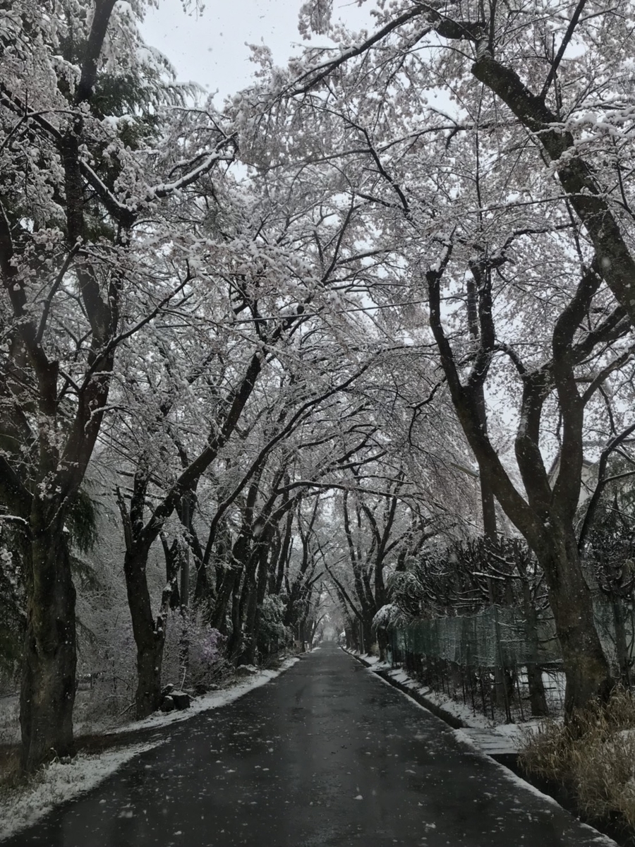 f:id:haidimama:20190410235328j:plain