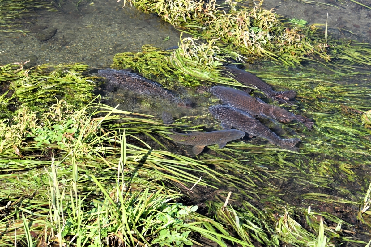 f:id:haikaiikite:20210204174626j:plain