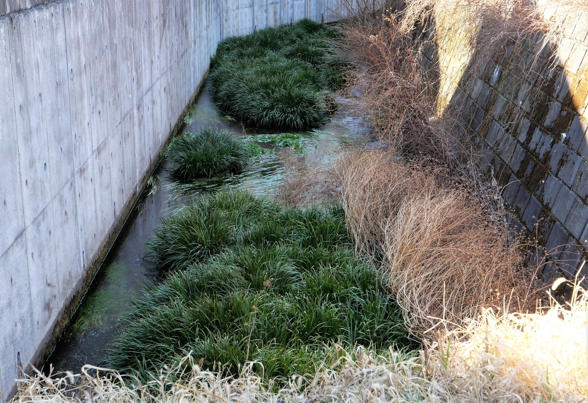 f:id:haikaiikite:20210204174749j:plain