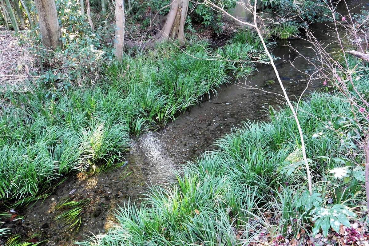 f:id:haikaiikite:20210206180208j:plain