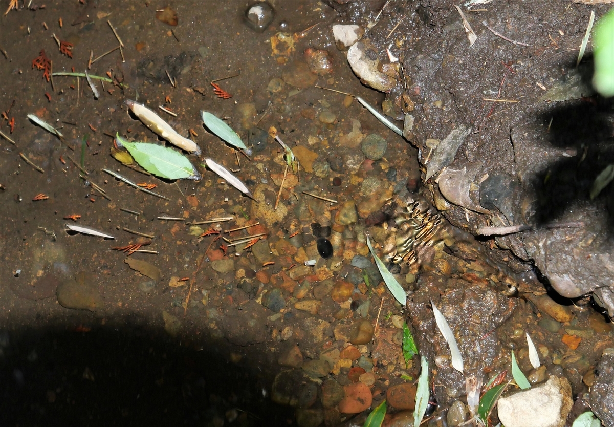 f:id:haikaiikite:20210206182239j:plain