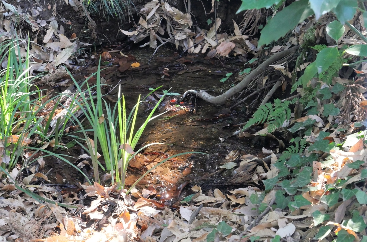 f:id:haikaiikite:20210206221141j:plain