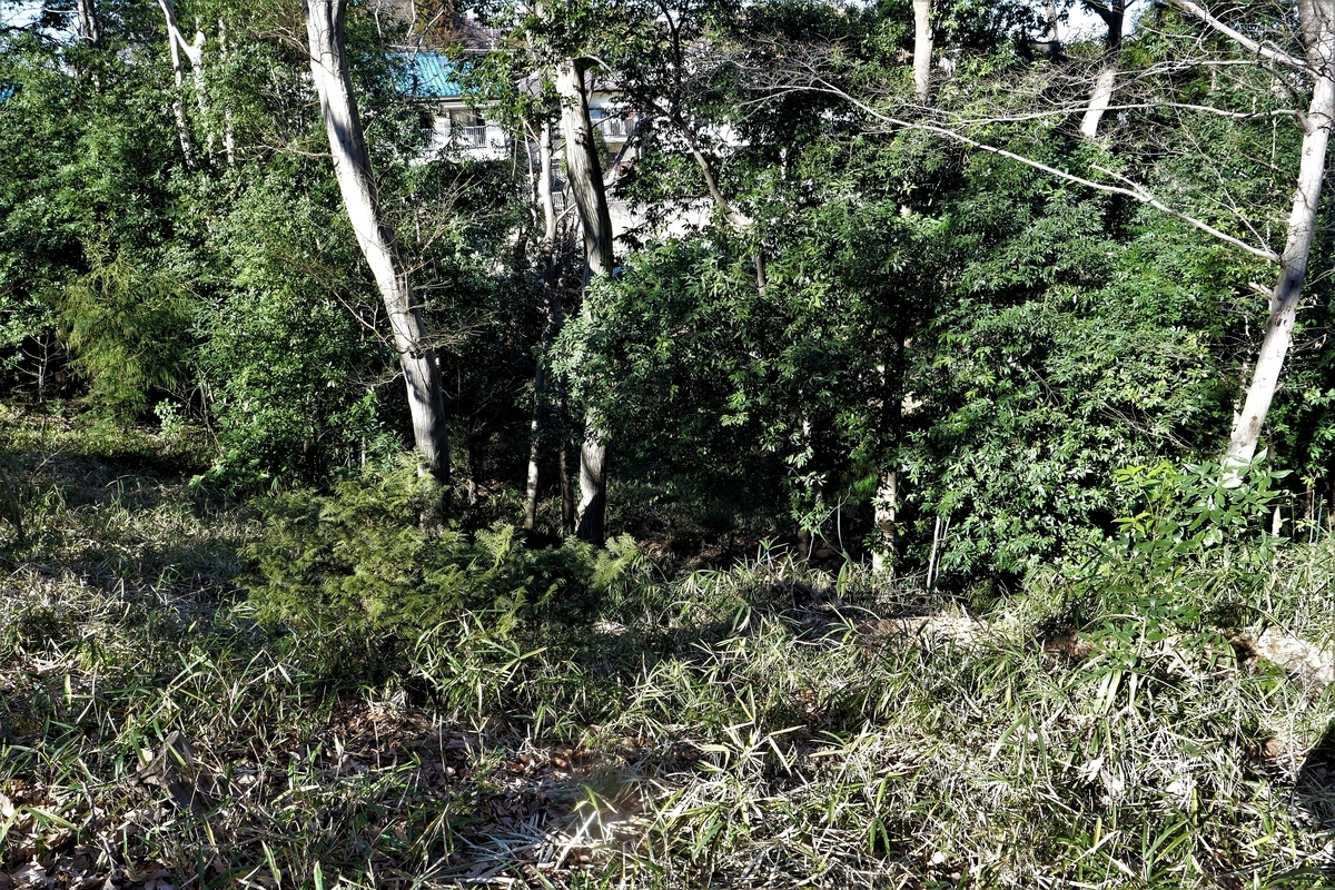 f:id:haikaiikite:20210206223431j:plain