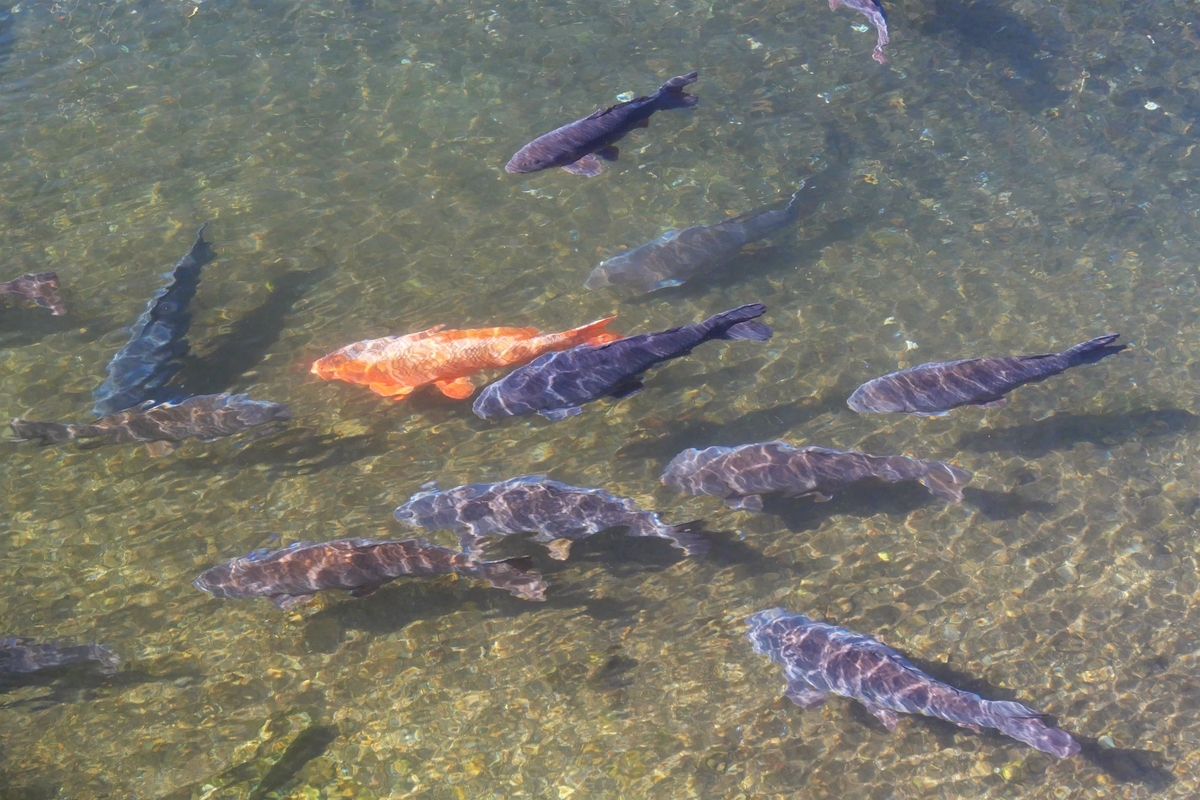 f:id:haikaiikite:20210206225309j:plain