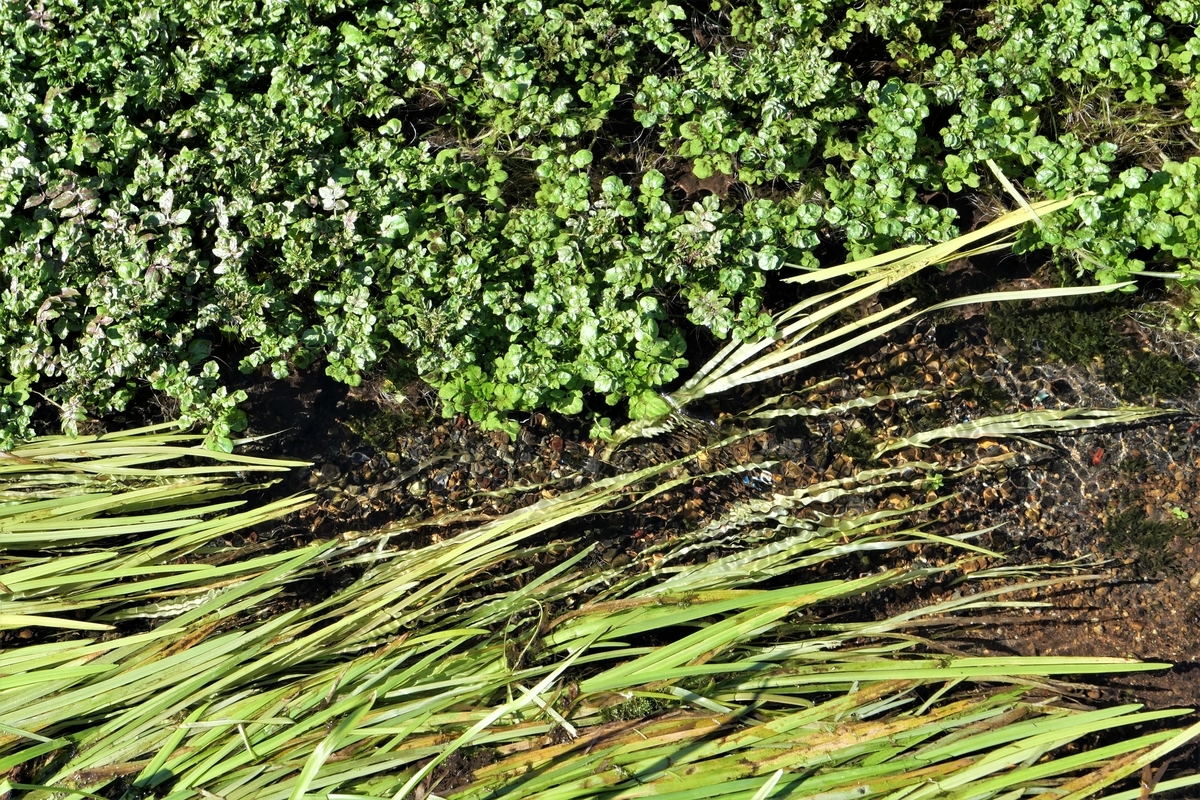 f:id:haikaiikite:20210207115439j:plain