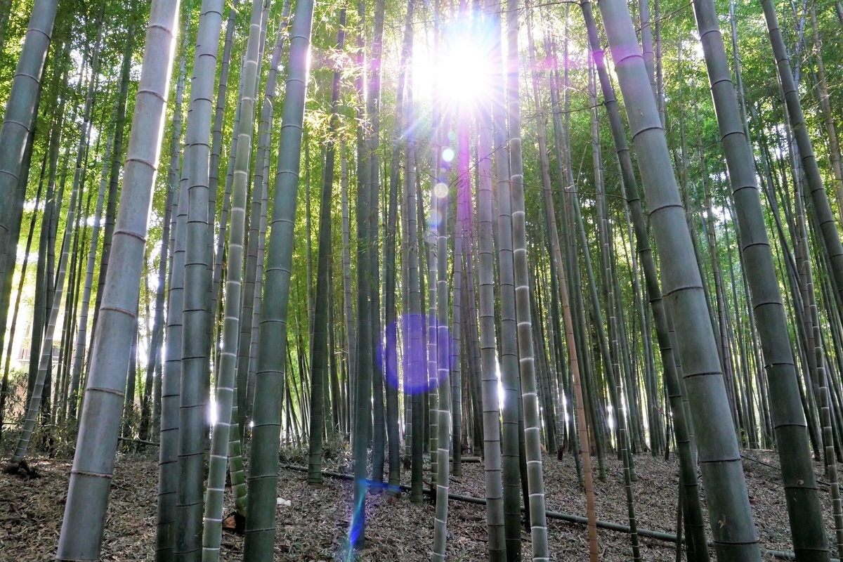 f:id:haikaiikite:20210207120150j:plain