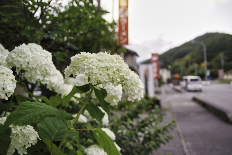 f:id:haikutu:20210407150324j:plain